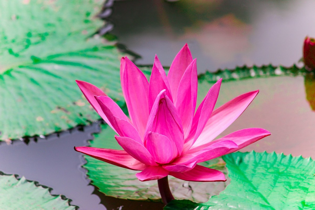 花、莲花、植物免费图片