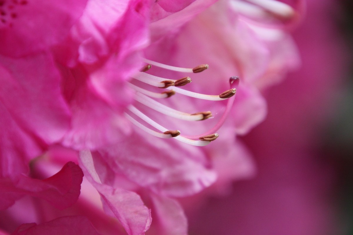 雄蕊,杜鹃,花卉