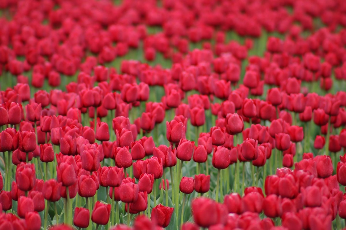 郁金香、红色、鲜花免费图片