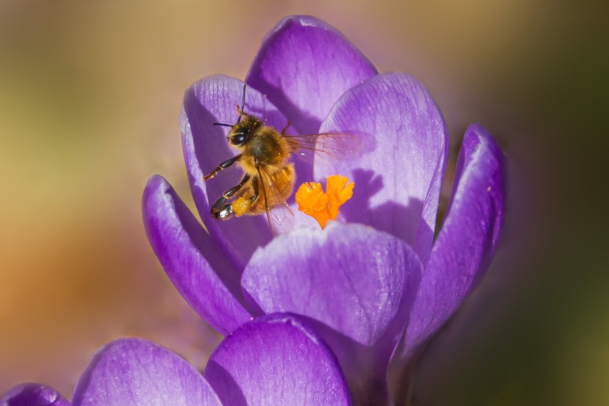 番红花花蕊里的蜜蜂免费图片