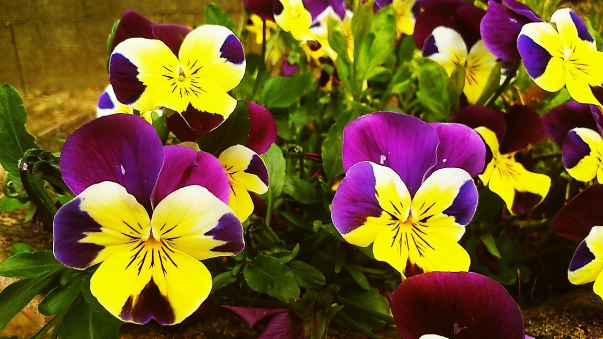 三色堇花朵免费图片