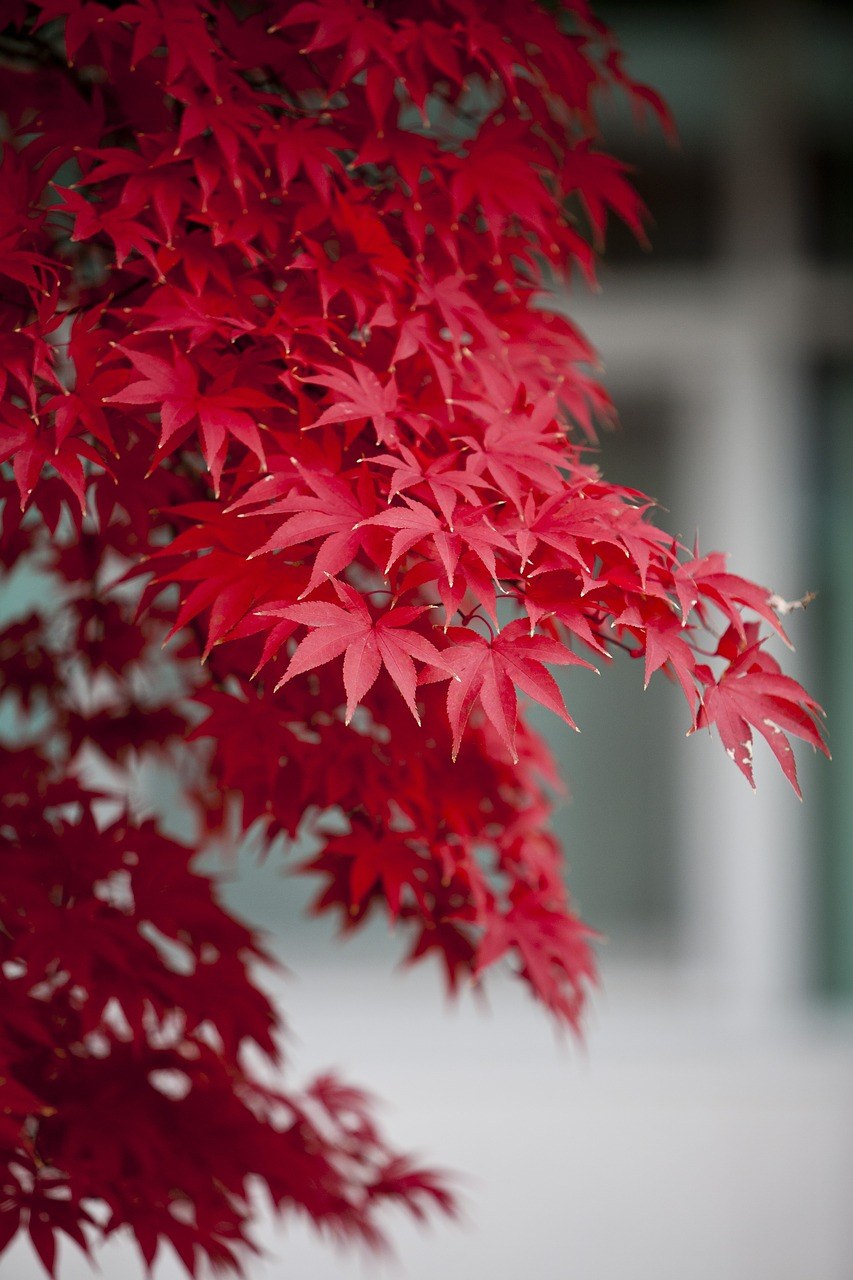秋天的树叶、秋季、红色免费图片