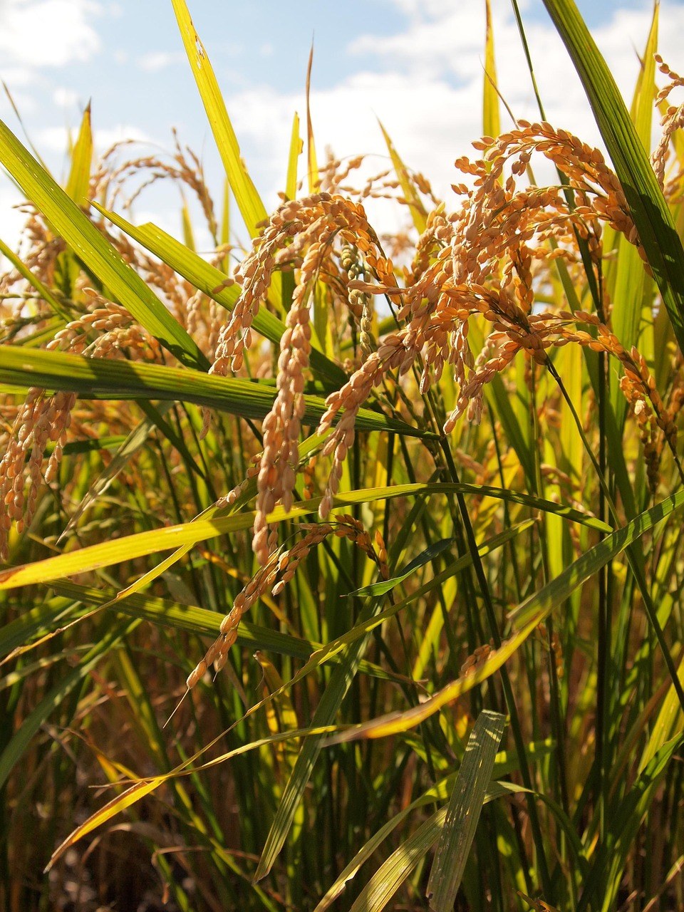 山田的稻田、水稻穗、农业免费图片