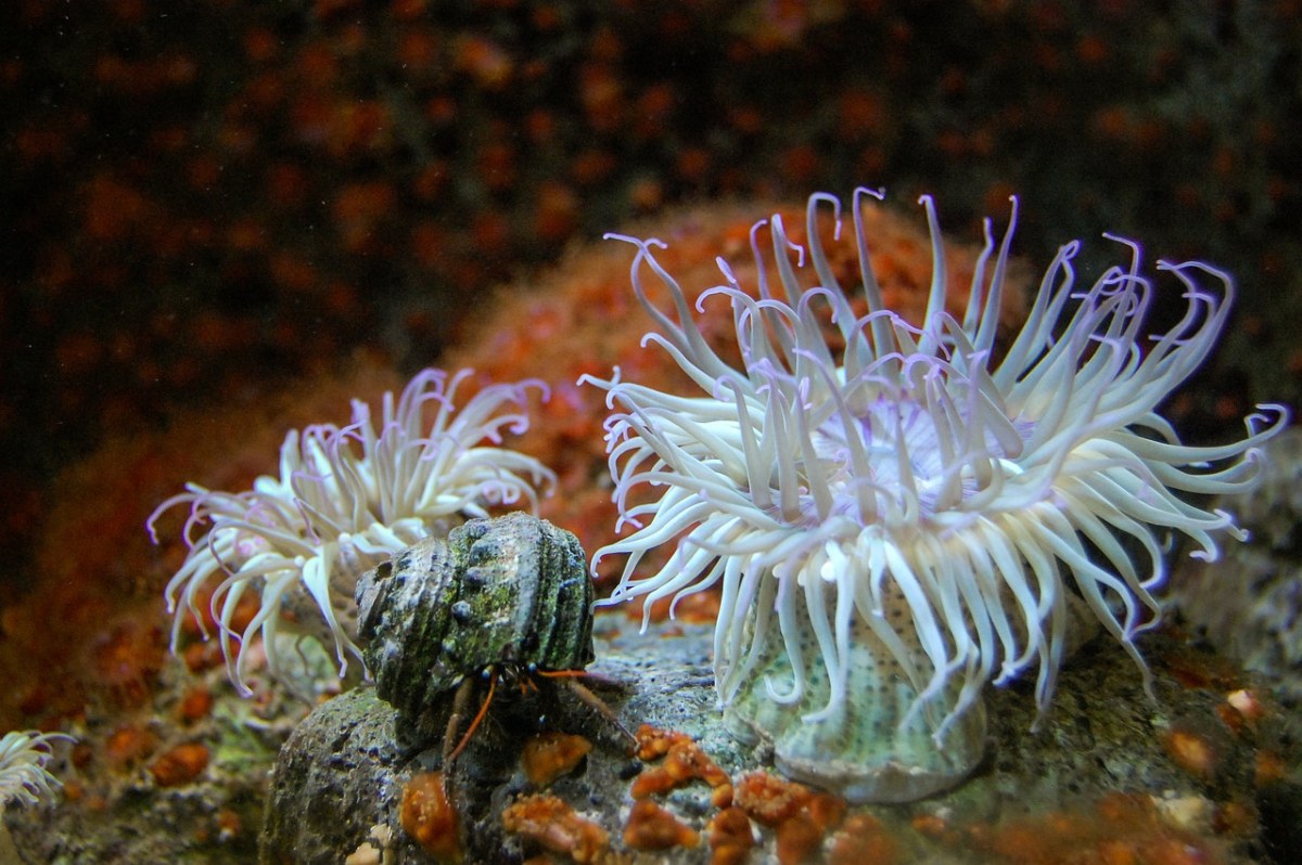 水族馆,礁,海葵