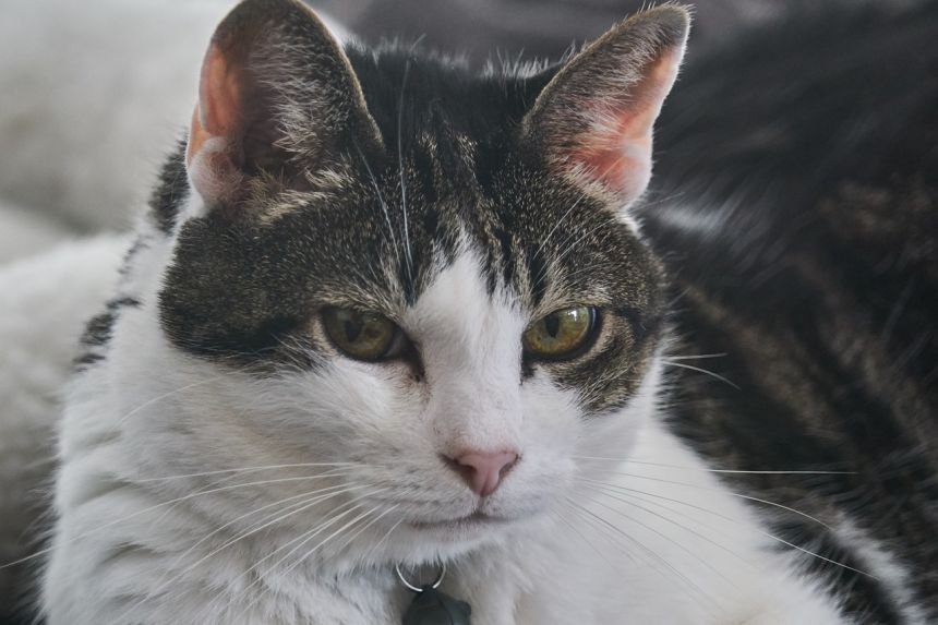 猫,眼,国内的猫