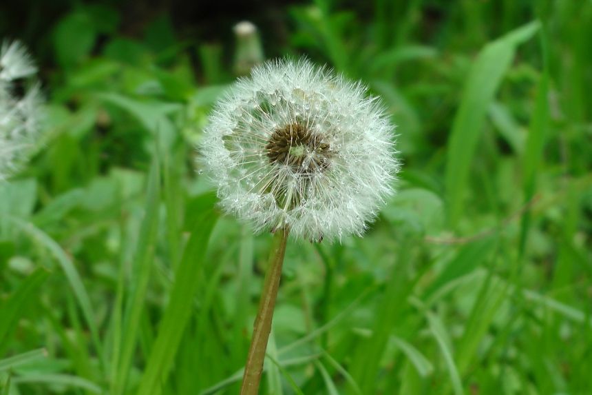 蒲公英花自然