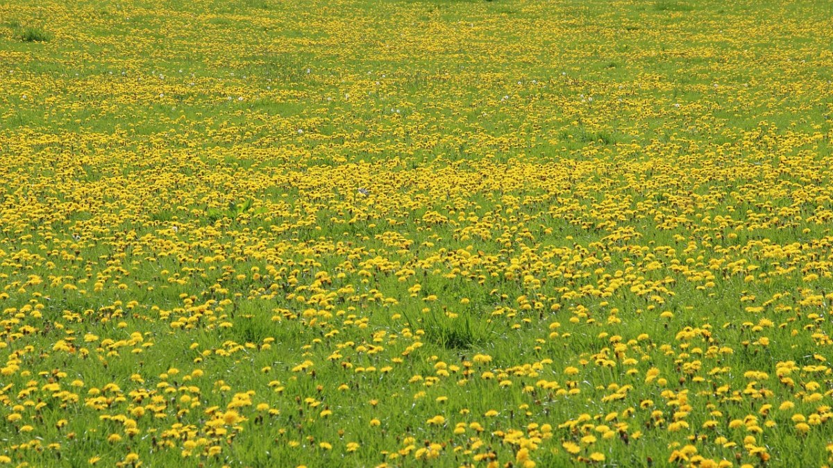 蒲公英、草地、黄色免费图片