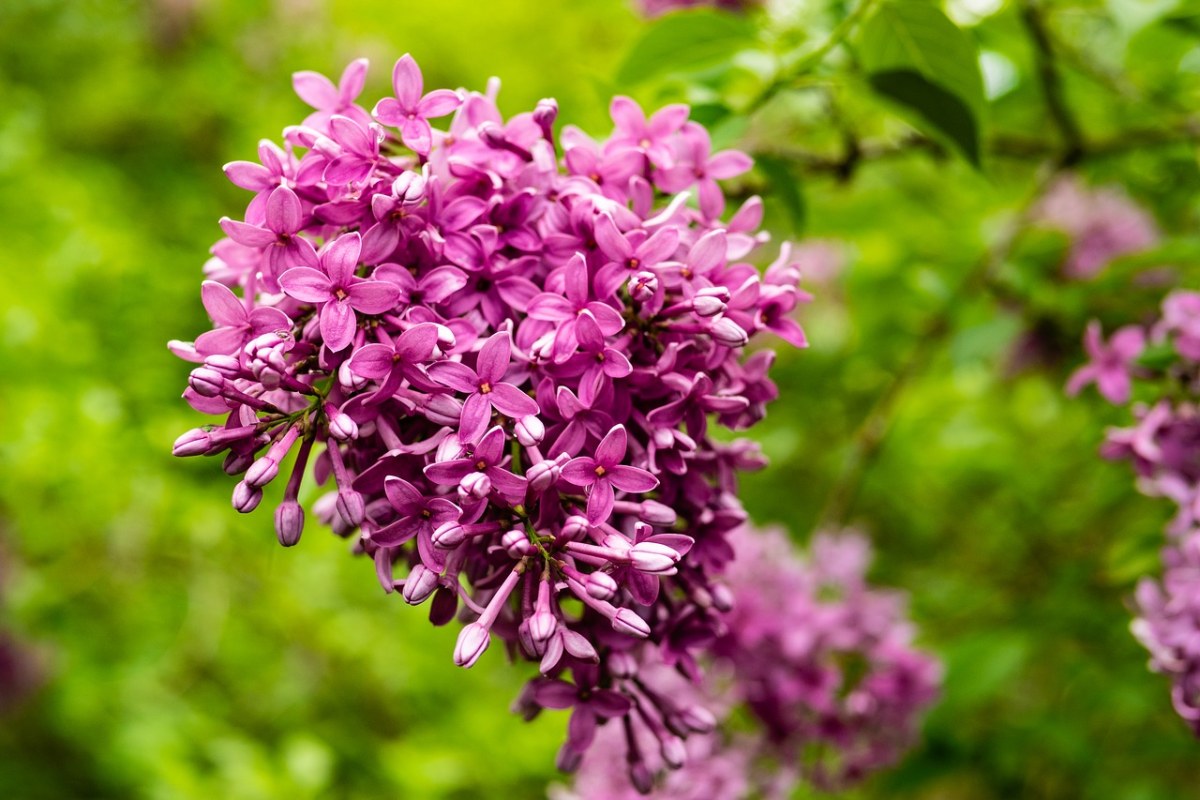 丁香,洋红色,花