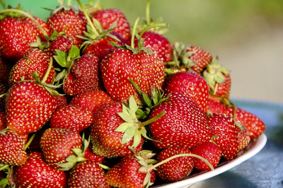 草莓、莓果、水果免费图片