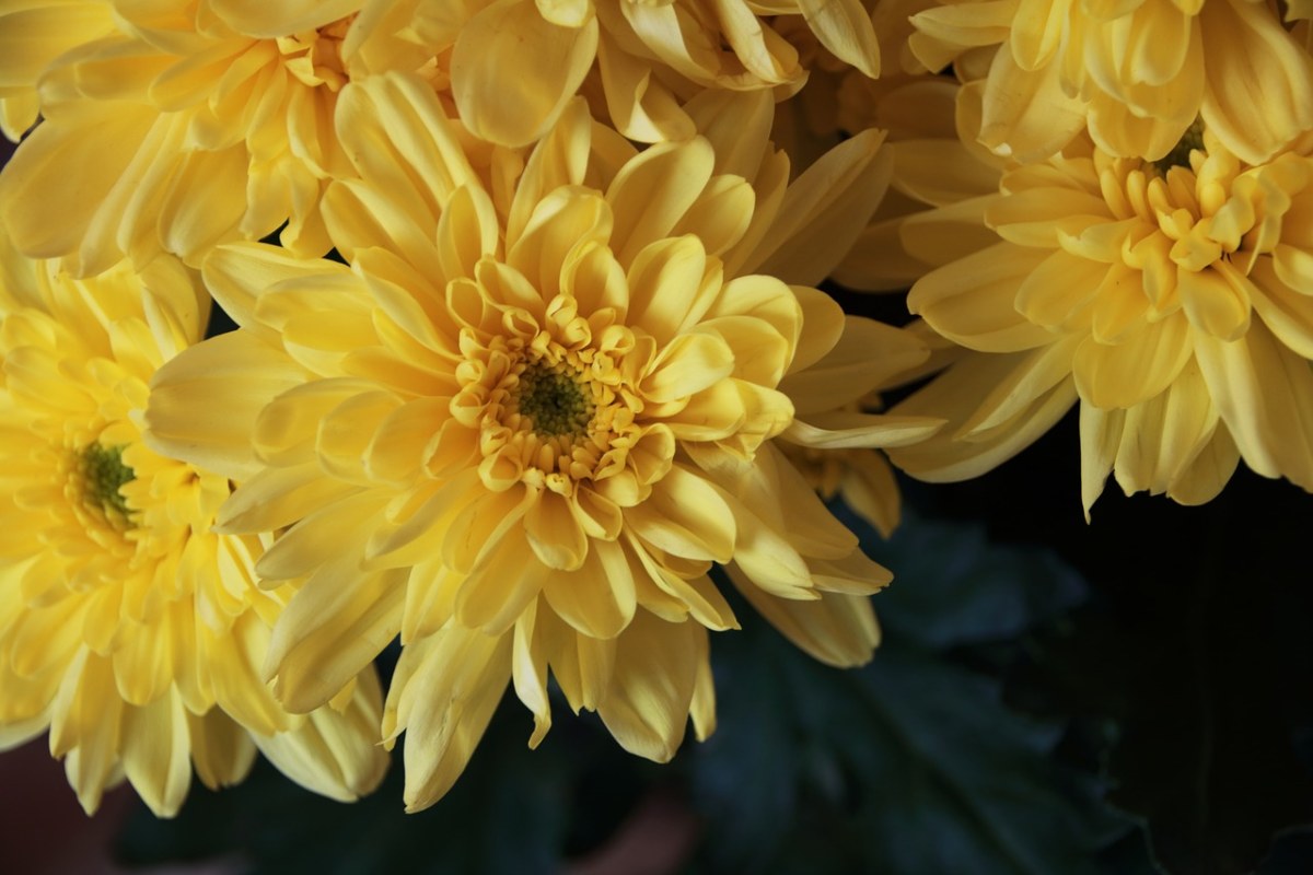 花卉、植物、黄色免费图片