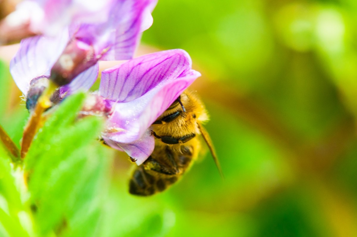 蜜蜂采花免费图片