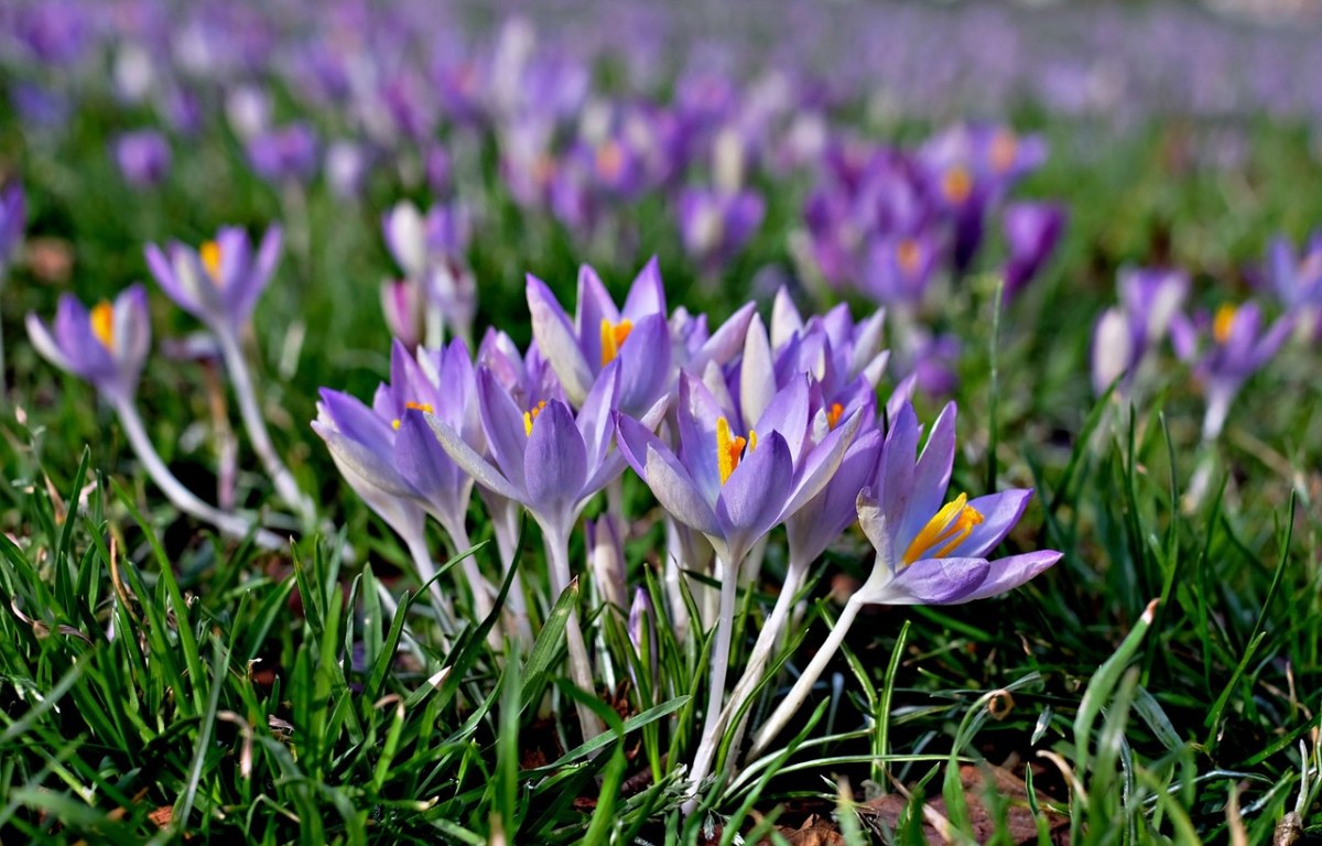 藏红花、紫、草地免费图片