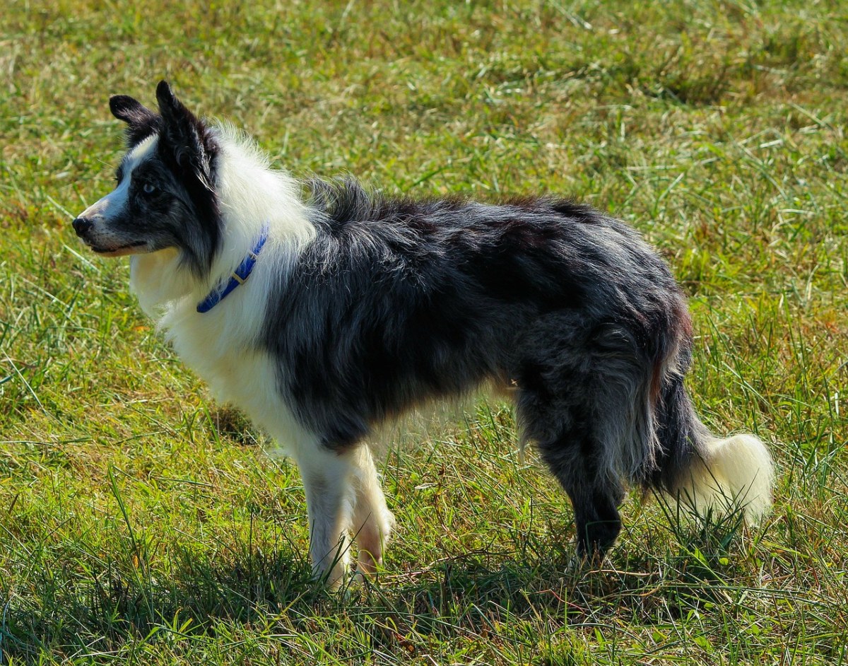 边境牧羊犬,牧羊狗,狗