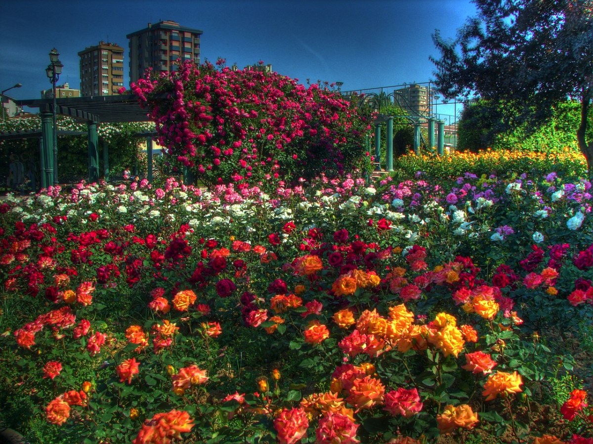 城市花园免费图片