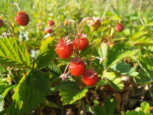野草莓、莓果