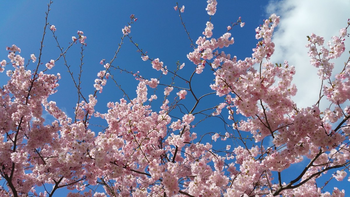 春天的粉色的观赏樱花免费图片