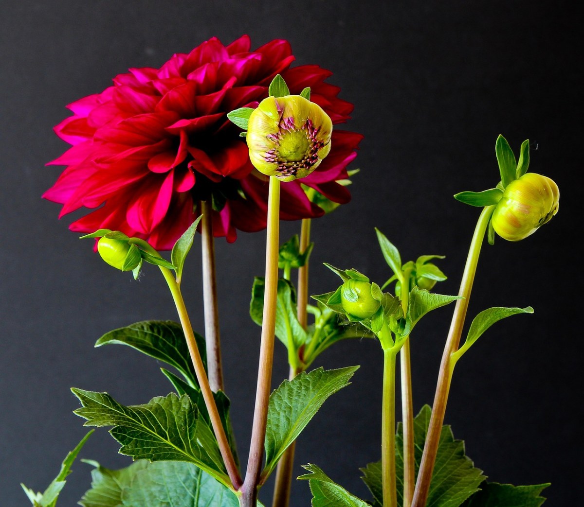 鲜花、植物、性质免费图片