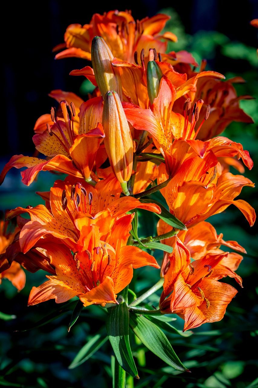 火百合珠芽百合花序