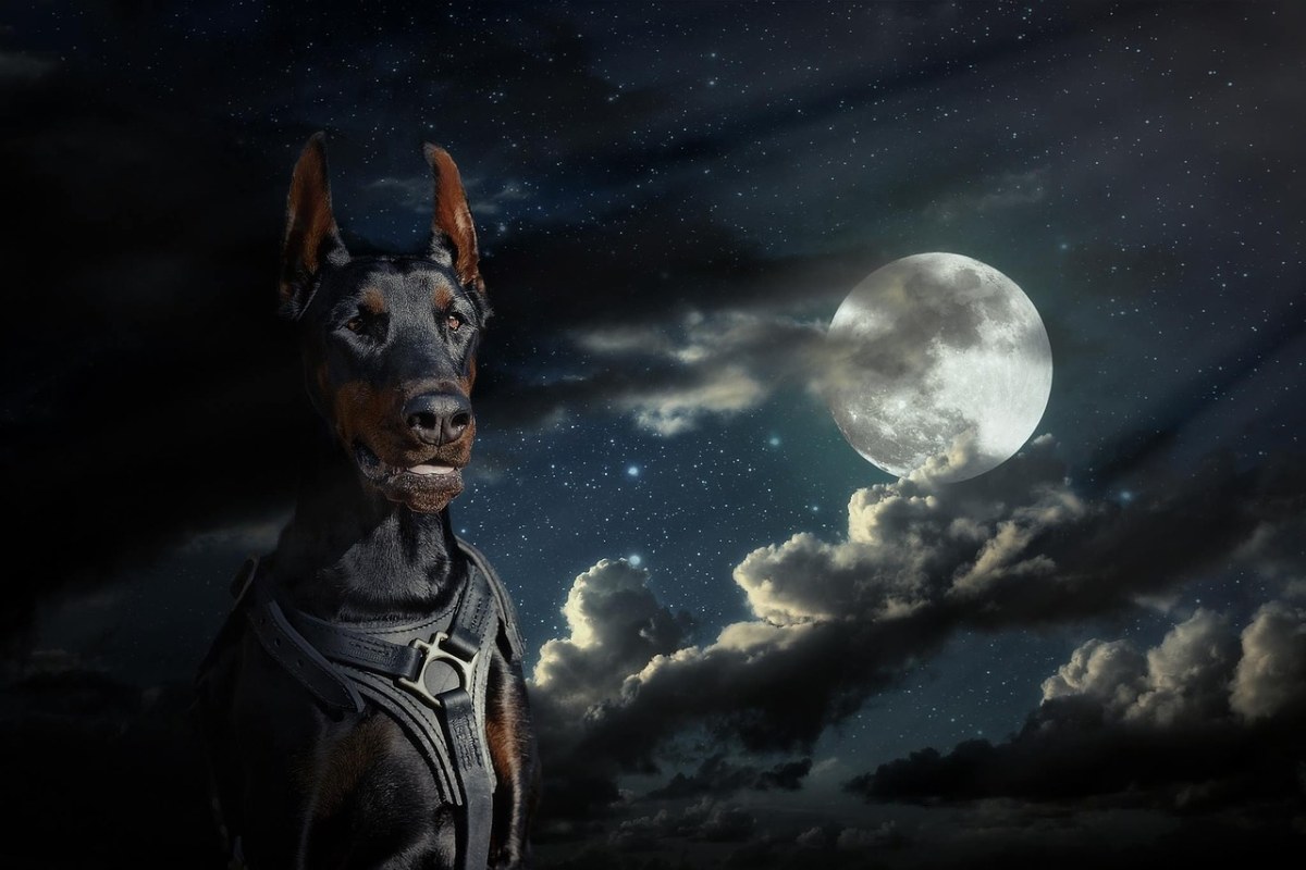 月亮、杜宾、狗免费图片
