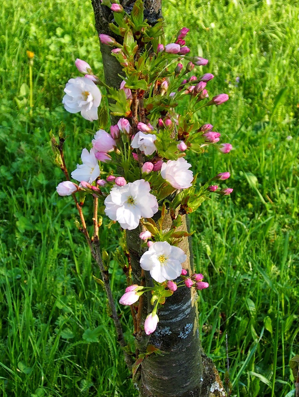 樱花树上的花朵免费图片