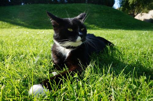 草地上一只黑色的猫咪