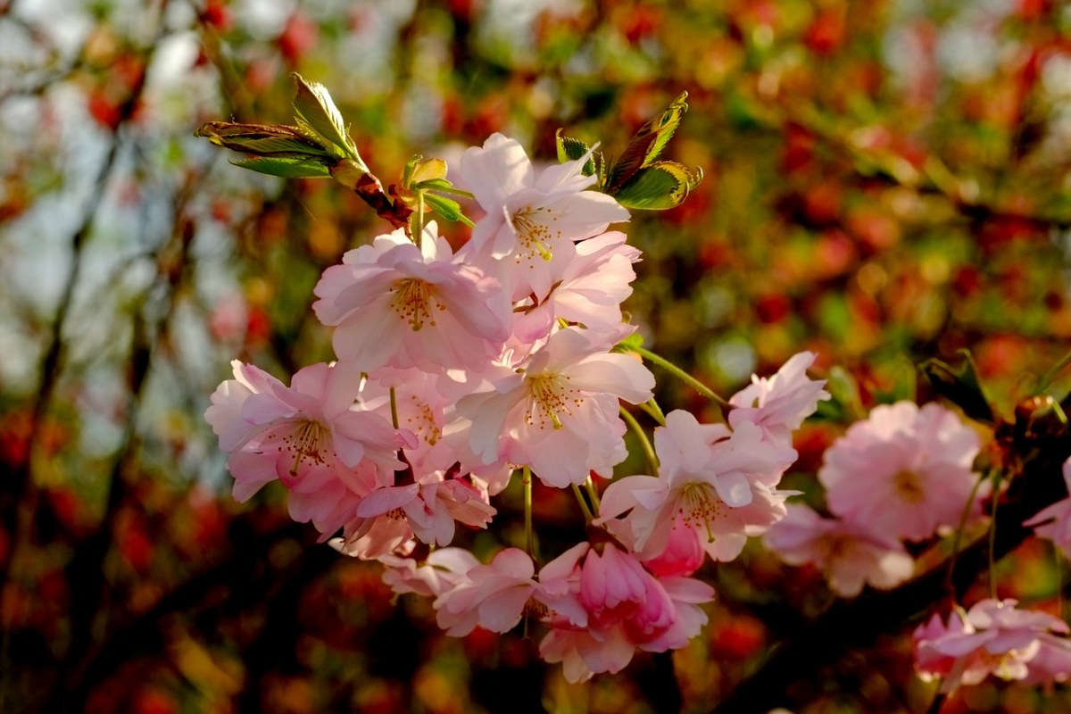 粉色樱花花朵免费图片