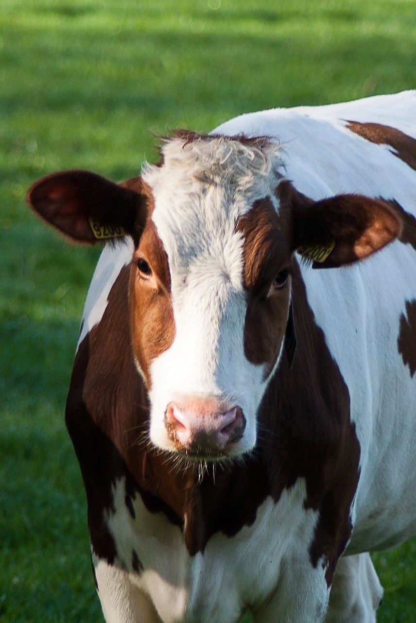 母牛、哺乳动物、农场免费图片