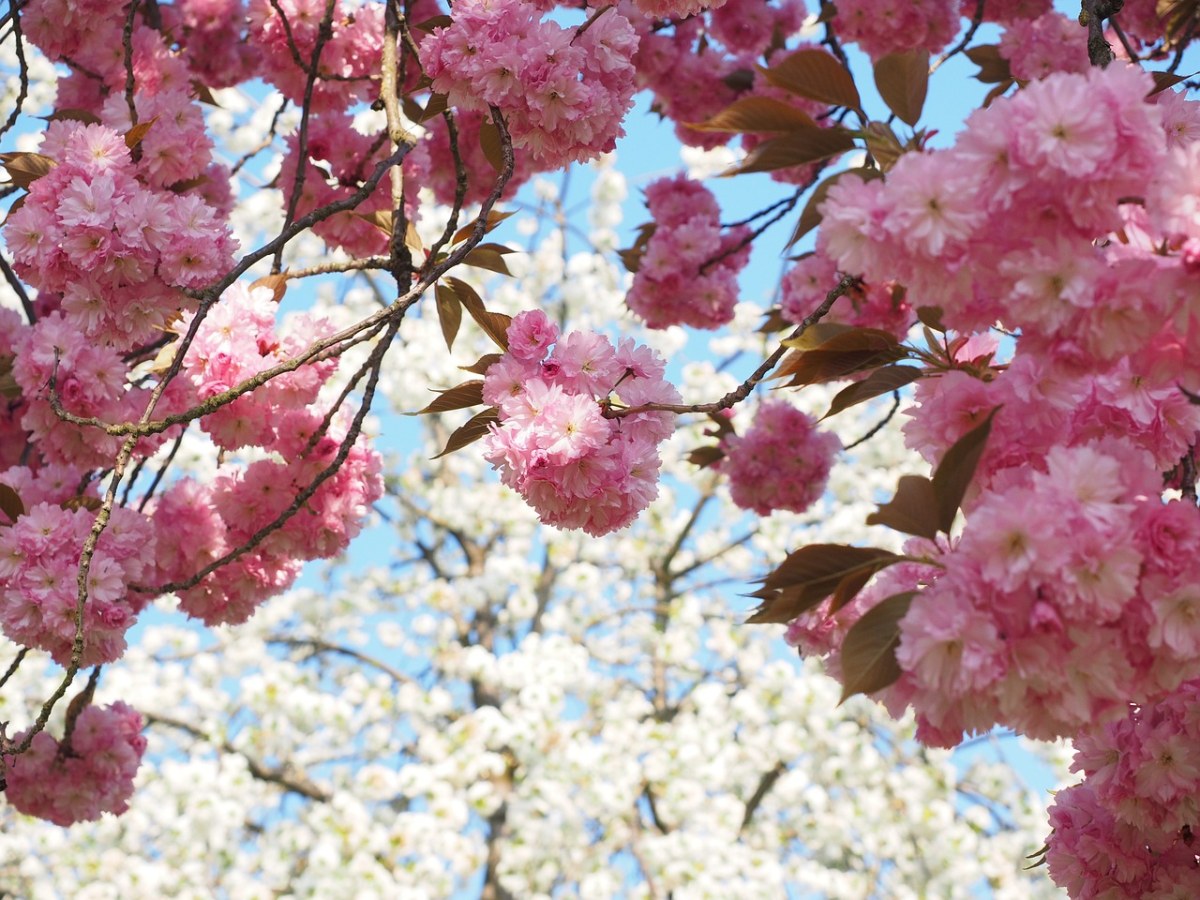 春天的观赏樱花花朵免费图片