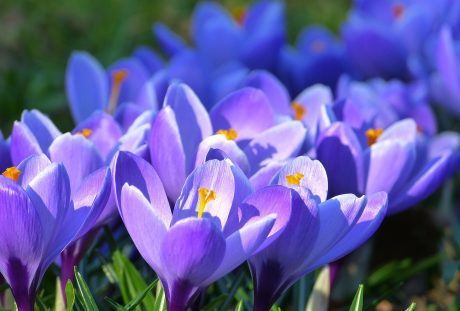 藏红花、开花、花
