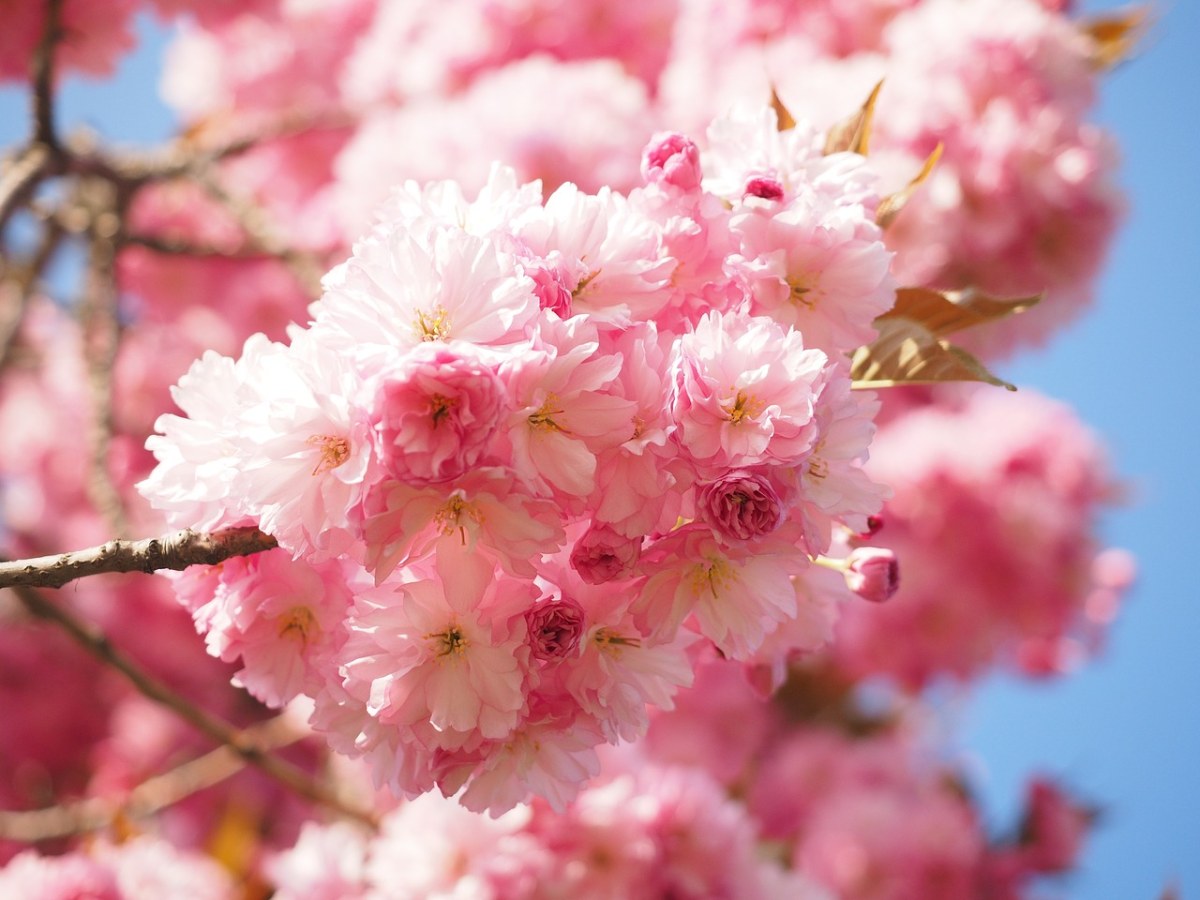 盛开的观赏樱花免费图片