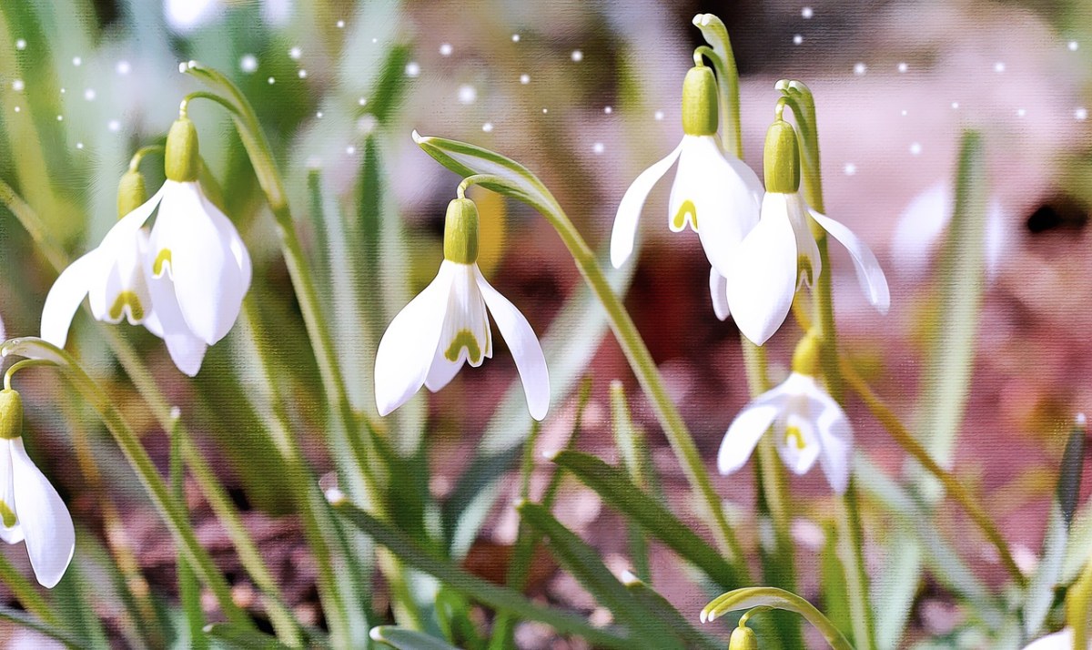 白色的雪滴花花朵免费图片