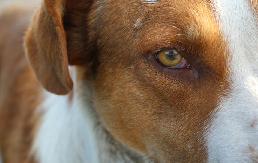 狗的眼睛,红狗,狗