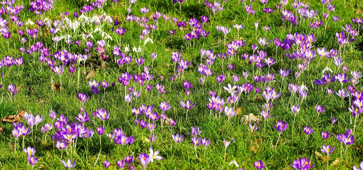 藏红花、花园、春天免费图片