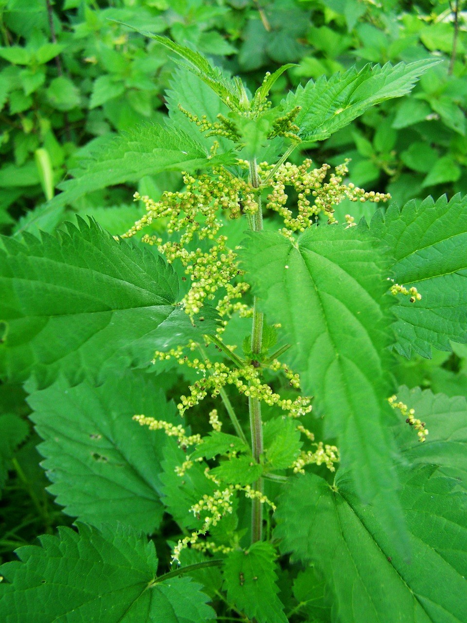 野荨麻花图片图片