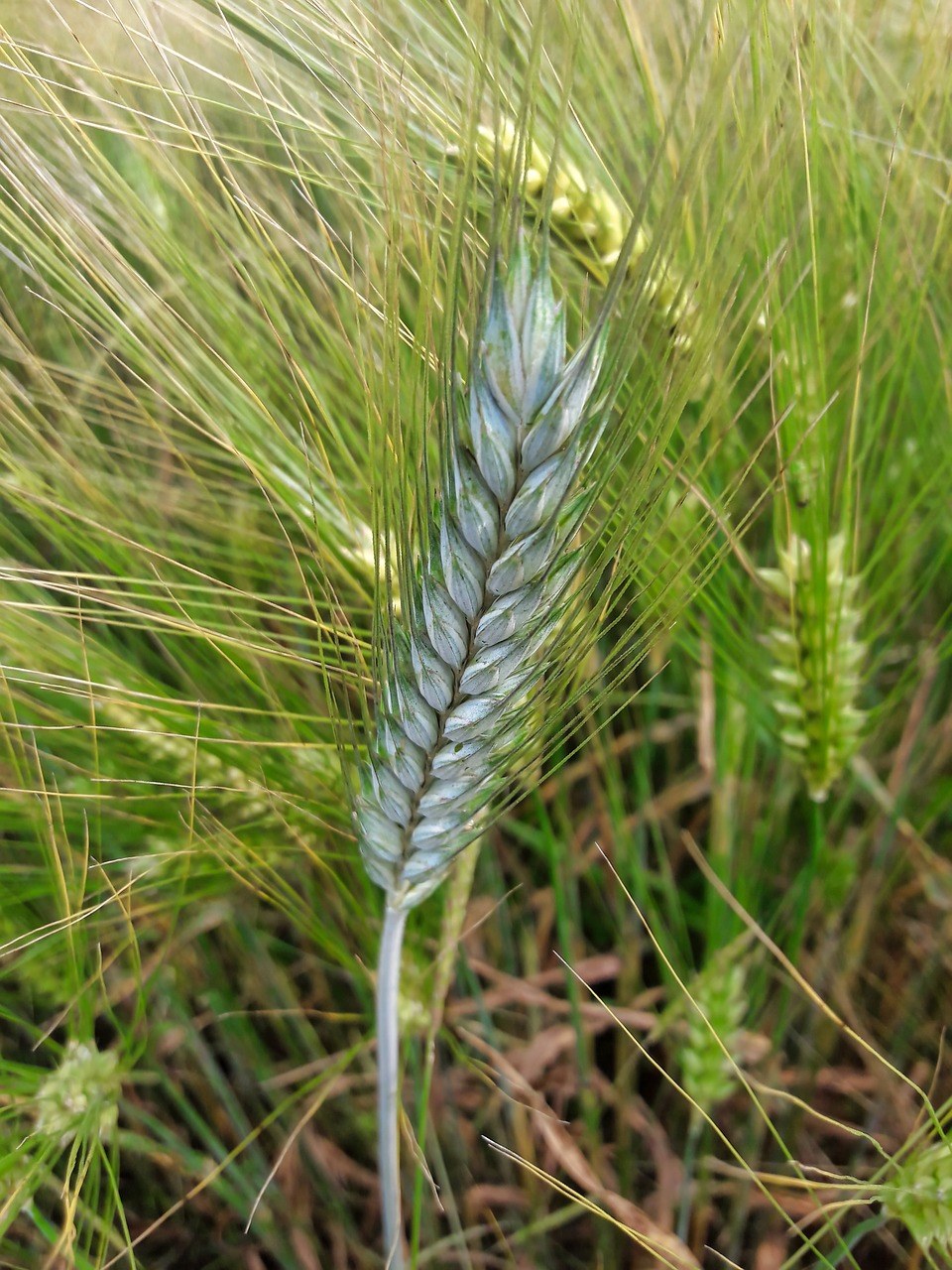 小麦,植物,粮食