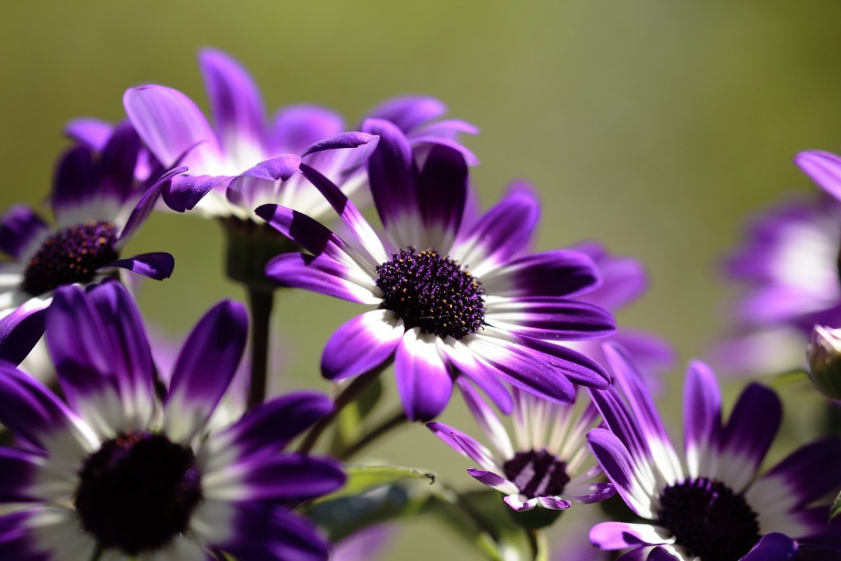 紫色的瓜叶菊免费图片