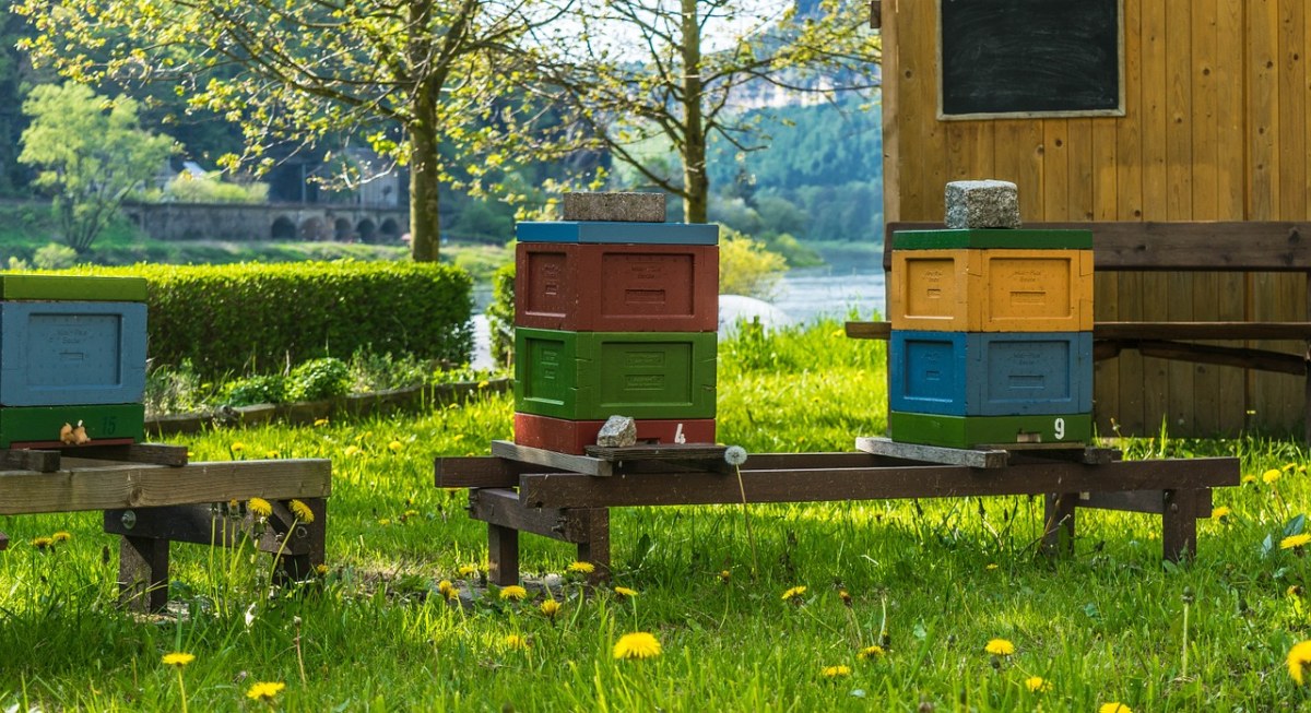草地上的蜜蜂蜂箱免费图片