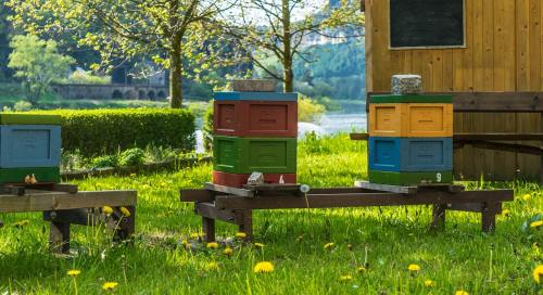 草地上的蜜蜂蜂箱