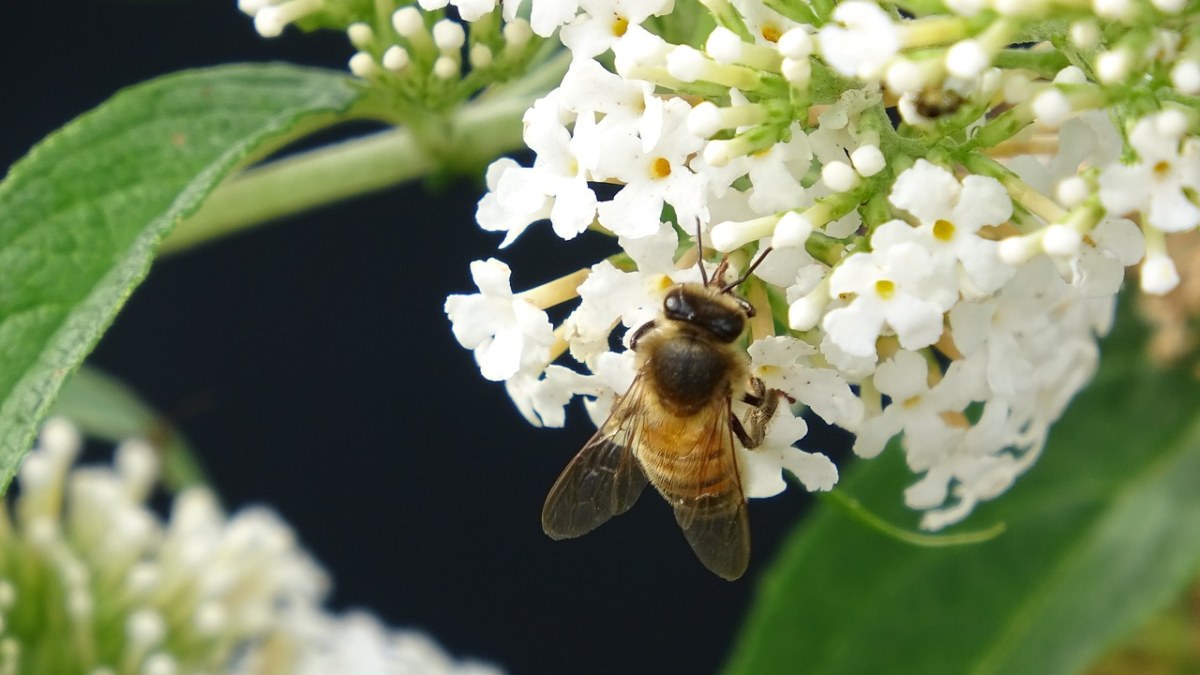蜂蜜、蜜蜂、自然免费图片