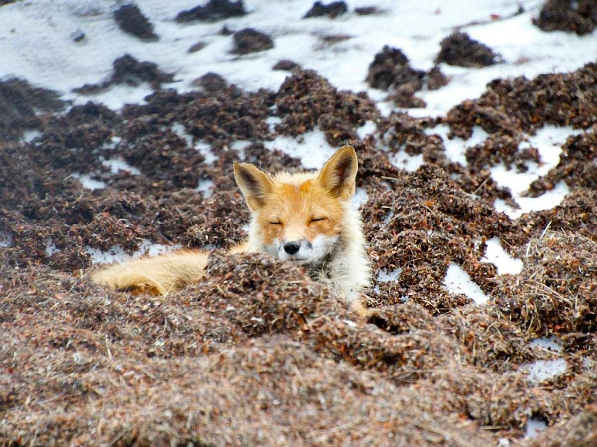 红狐、野生动物、阿拉斯加州免费图片