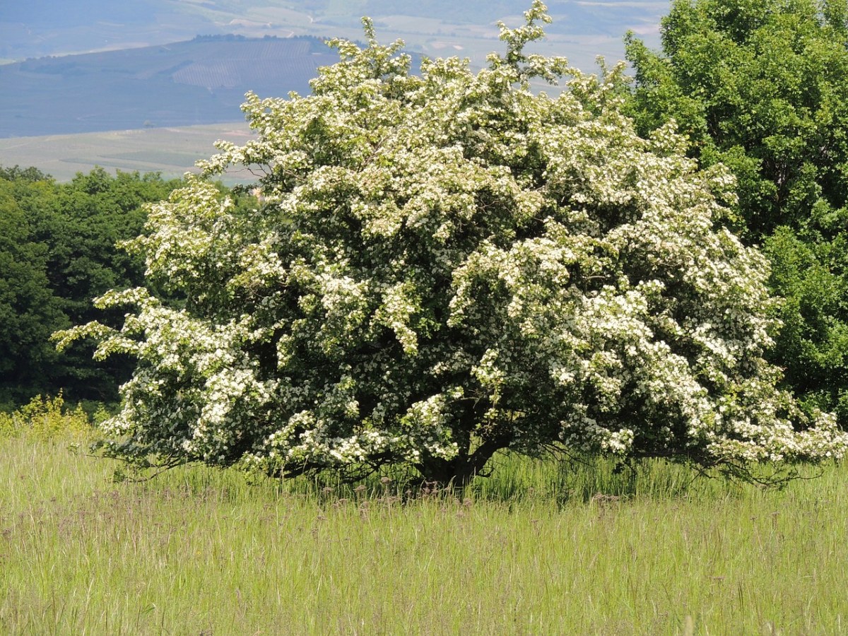 春天开花的树免费图片