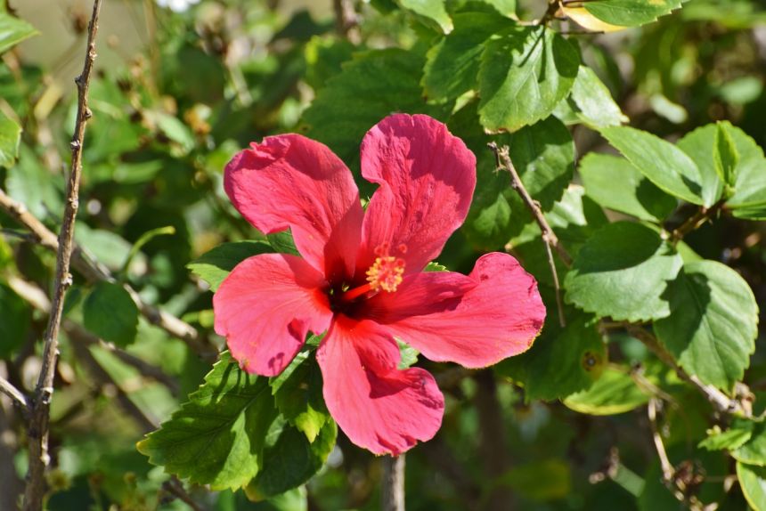 花,夏威夷,槿