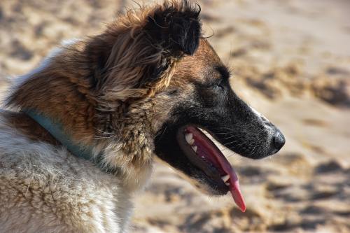芦庄五区二手房出售（芦庄五区二手房出售：高性价比，轻松置业的理想选择！）