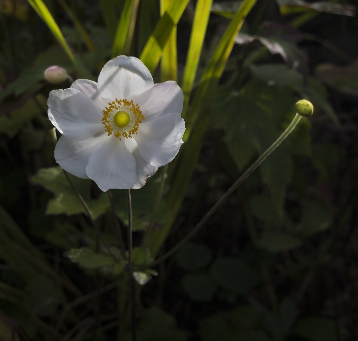 花,日本银莲花,开花