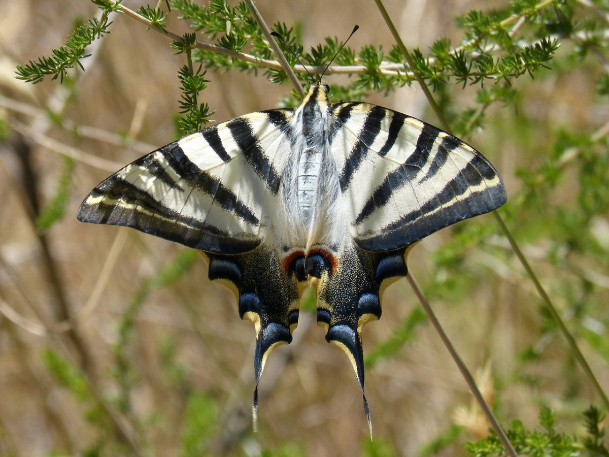 蝴蝶女王,凤蝶玛卡翁,玛卡翁