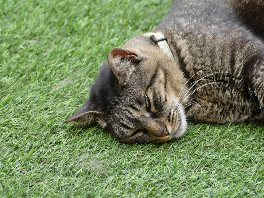 累了猫