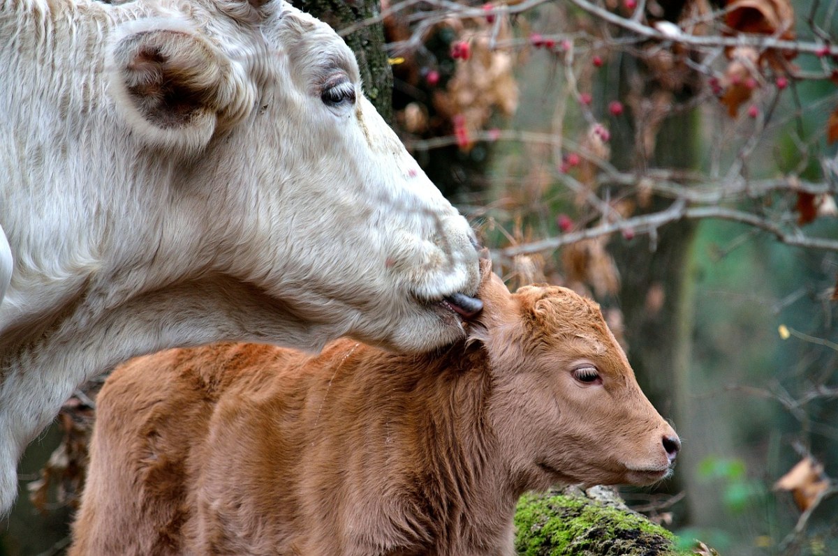 小牛、牛、妈妈免费图片