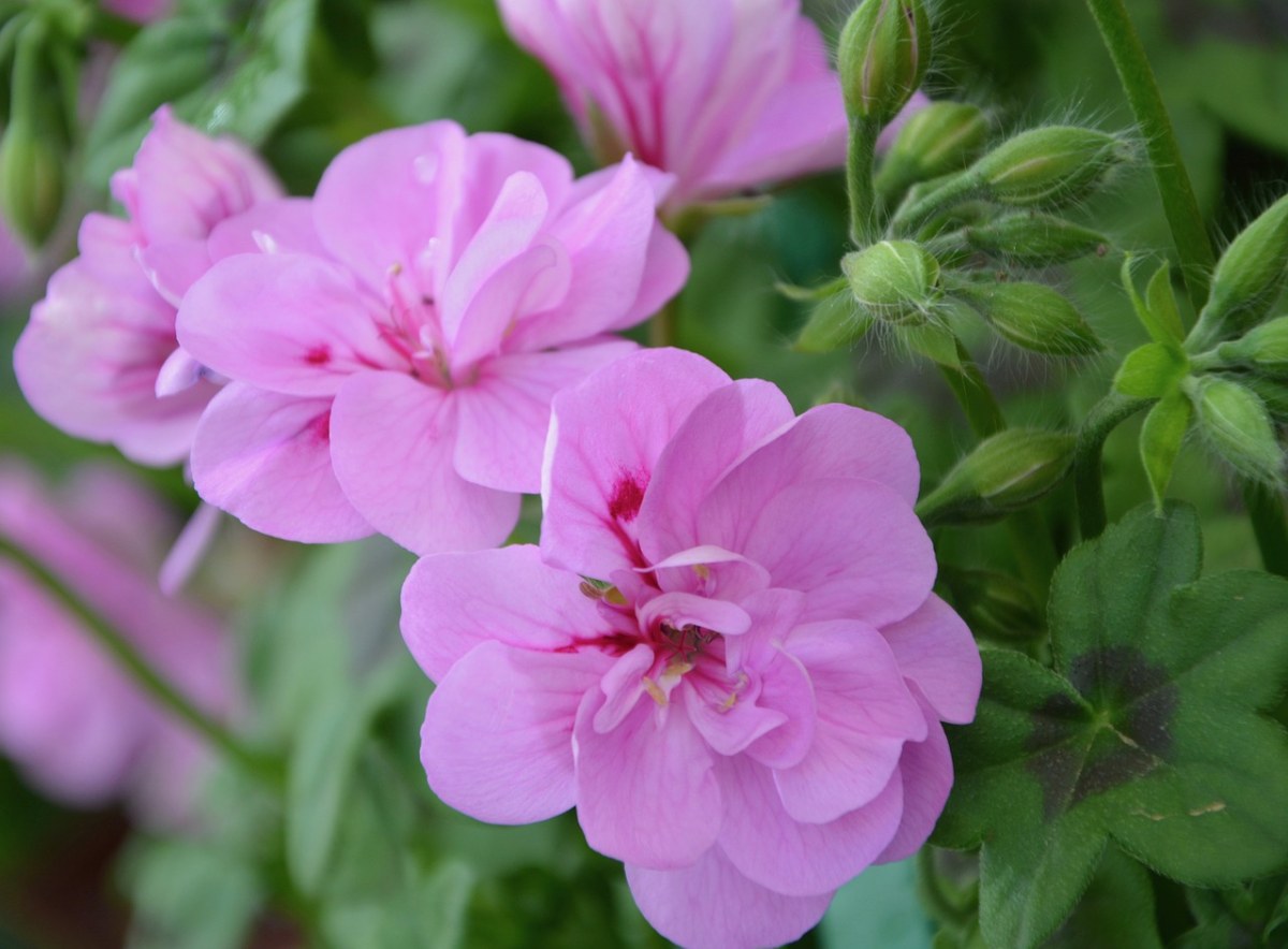 粉红色的花朵、玫瑰天竺葵、植物免费图片