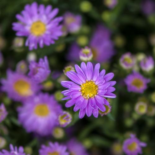 紫色的荷兰菊花朵