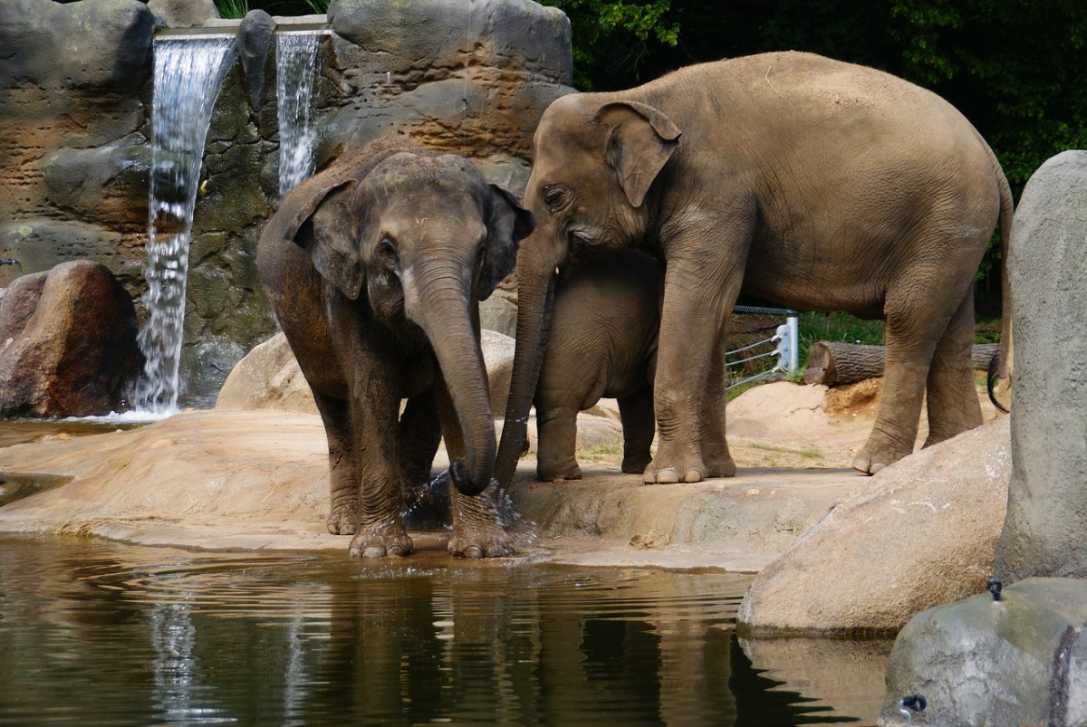 大象,動物園,象鼻